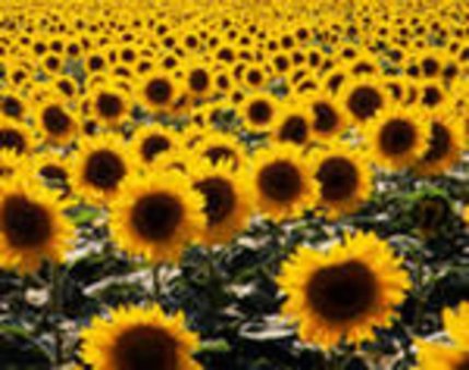 Перспективы мирового урожая подсолнечника в 2011/12 МГ улучшились