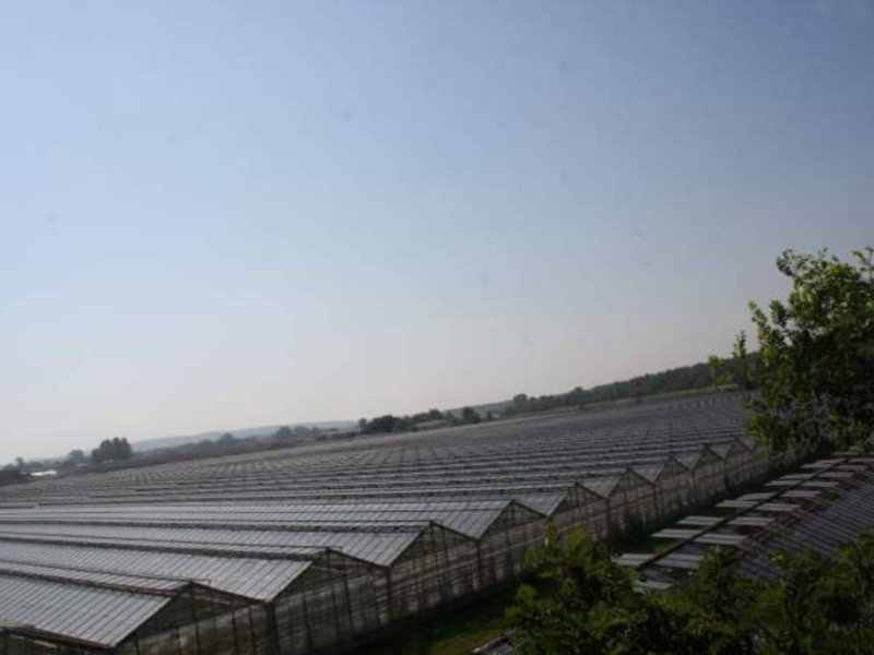 Теплицы спасут всю область