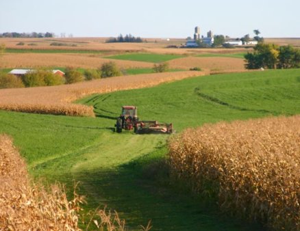 Зерноводами Ташкентской области в 2011 г. выращено зерновых на более чем 133 тыс. га