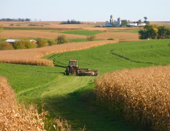 Зерноводами Ташкентской области в 2011 г. выращено зерновых на более чем 133 тыс. га