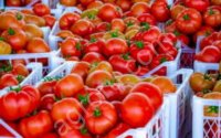 Томаты