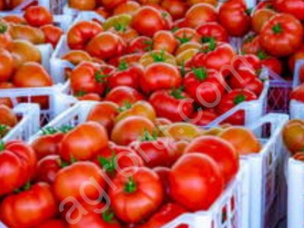 Томаты