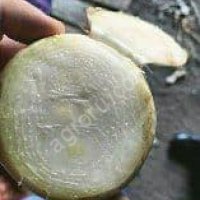 Репчатый лук на перо