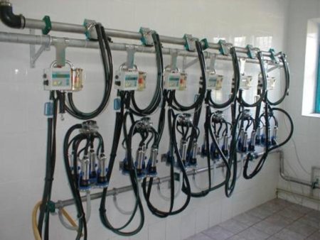 Сначала – молоко, затем – переработка