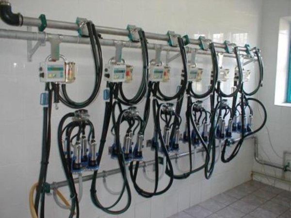 Сначала – молоко, затем – переработка