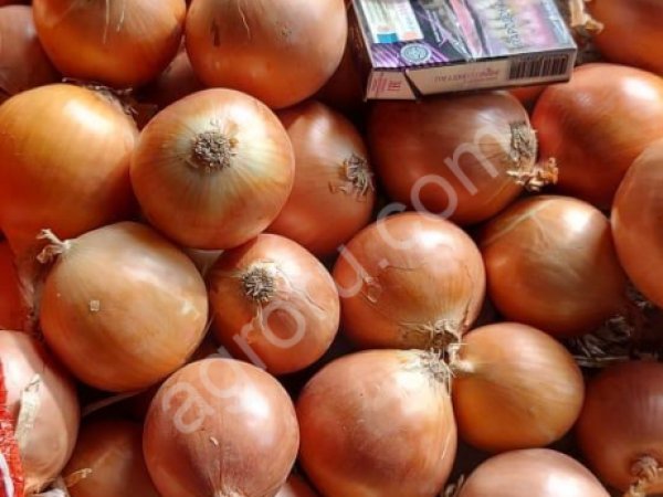 Лук репчатый на перо Каратал