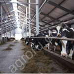 КРС абердин-ангуская порода (нетели, телки, коровы).