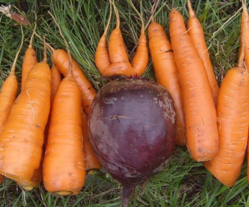Сорт репы морковь.