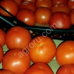 Томат 2 сорт на переработку в обьеме 20 тонн
