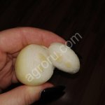 Лук на выгонку пера сорт Стардаст