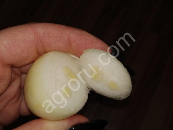 Лук на выгонку пера сорт Стардаст