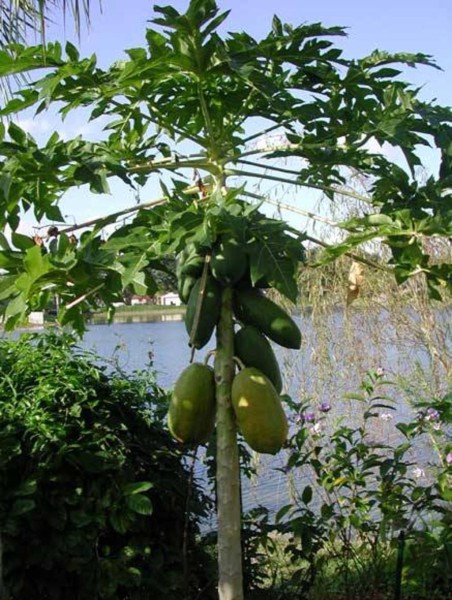 Папайя