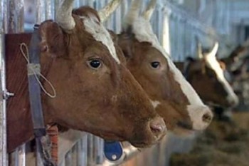 В Югре поддержат молочное и мясное животноводство