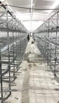 Клеточное оборудование для птицеводства