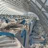 Горох продовольственный