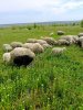 Ягнята, ярки, бараны мериносы (помесь)