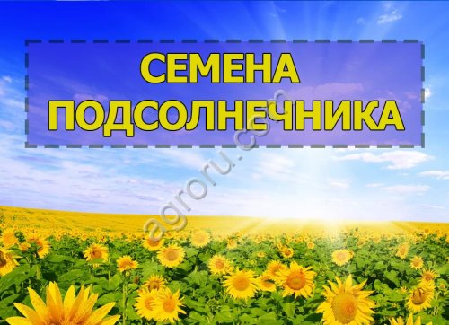 Гибриды семена подсолнечника НС Х 6008 (EXPRESS)