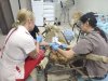 Лапароскопическое осеменение и УЗ-контроль овец
