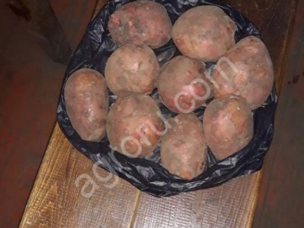 Картофель оптом красный