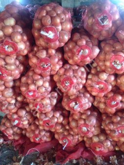 Лук репчатый