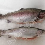 Форель (аквакультура, искусственного разведения)