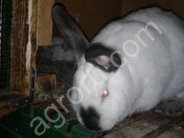 кроликов калифорнийской породы и советская шиншила