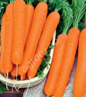 Морковь