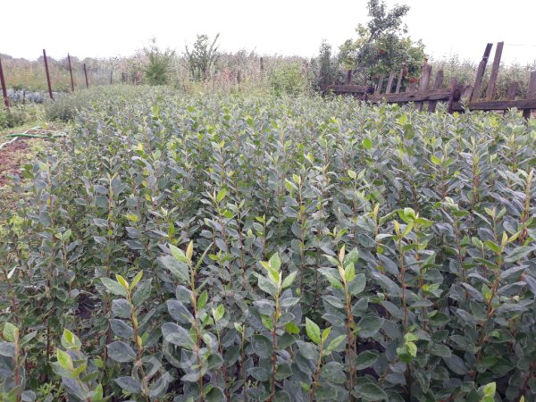 Кизильник блестящий