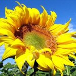 Гибриды семена подсолнечника НК Роки, НК Конди, НК Брио, Опера ПР, Савинка (Сингента, Syngenta)