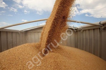<span>пшеница</span> фуражная
