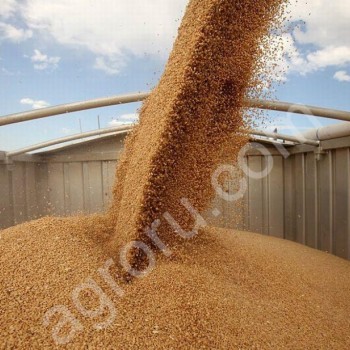 пшеница фуражная