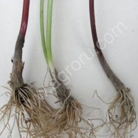 Луковицы Сибирской черемши (Лука победного).