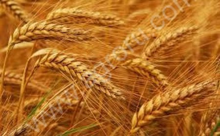 (тритикум дурум)