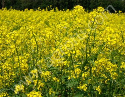 Семена горчицы Рапсодия