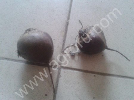 Свекла от производителя