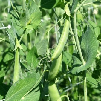 семена гороха Аксайский усатый 7