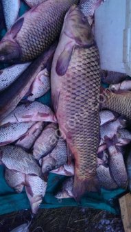 рыба речная