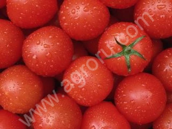 Помидоры огурцы