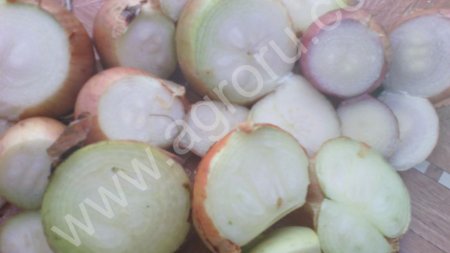 Лук выборок на перо (многозачатковый) Каратал 2016