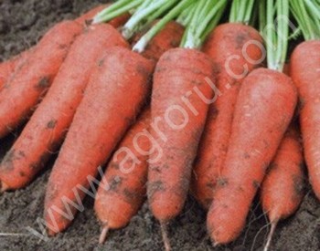<span>морковь</span> абако