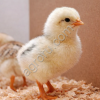 Цыплята суточные порода Адлерская серебристая