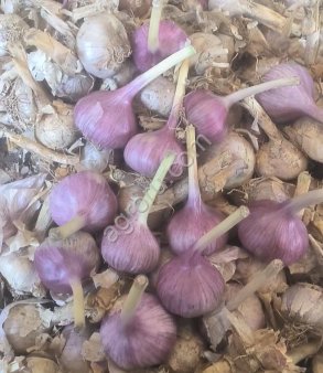 Чеснок Киргизия