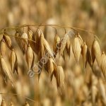 Семена овса Дэнс 2026 | Элита и РС-1