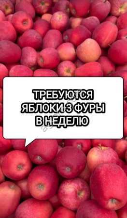 яблоки оптом