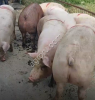 Свиньи 90-300кг. Поросята 7-60кг. (с Комплекса)
