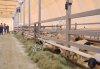 Ягнятина Дорпер с фермы Без запаха Доставка