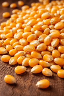 Зерно кукурузы для попкорна