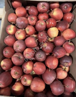 Яблоко Гала