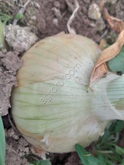 Лук Репчатый урожай 2026