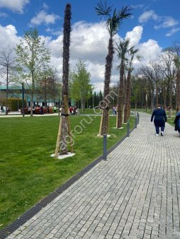 Оцилиндрованный столб / шпалерный столб / виноградный кол